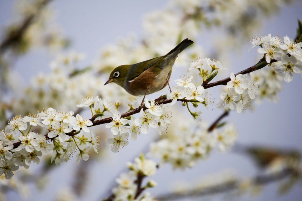 blossom, white, bird